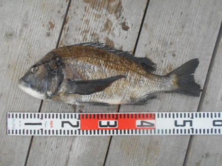 こかわ渡船　雅丸 釣果