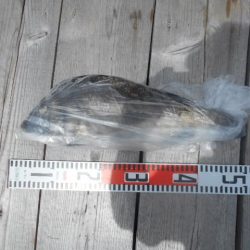 こかわ渡船　雅丸 釣果