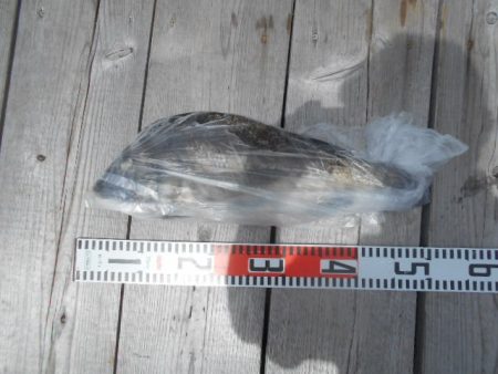 こかわ渡船　雅丸 釣果