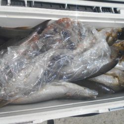 大進丸（愛知） 釣果