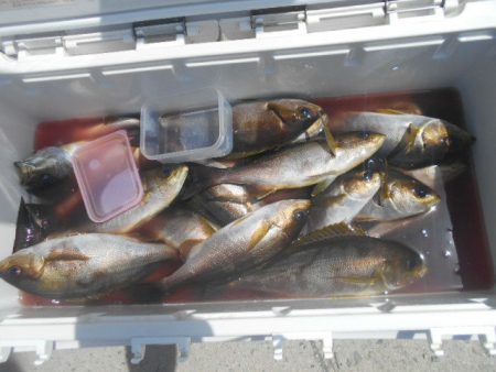 大進丸（愛知） 釣果