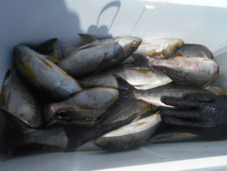 大進丸（愛知） 釣果