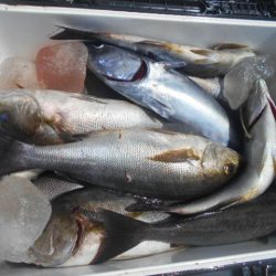 大進丸（愛知） 釣果