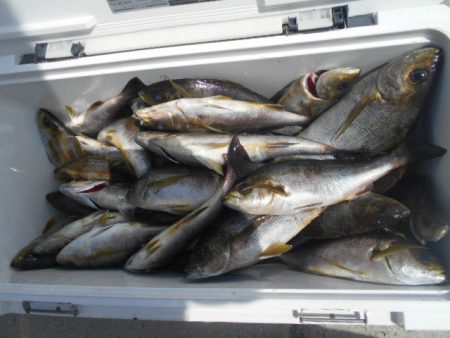 大進丸（愛知） 釣果