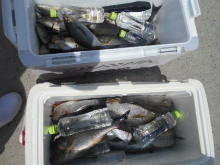 大進丸（愛知） 釣果