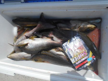 大進丸（愛知） 釣果