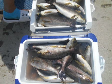 大進丸（愛知） 釣果