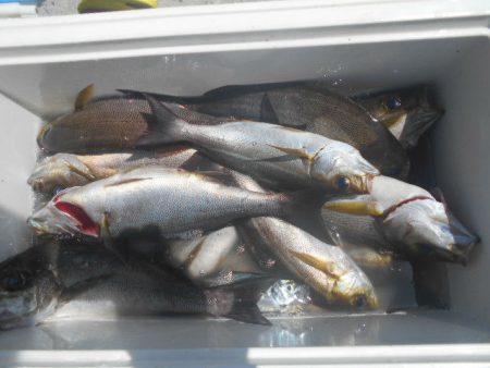 大進丸（愛知） 釣果