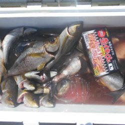 大進丸（愛知） 釣果