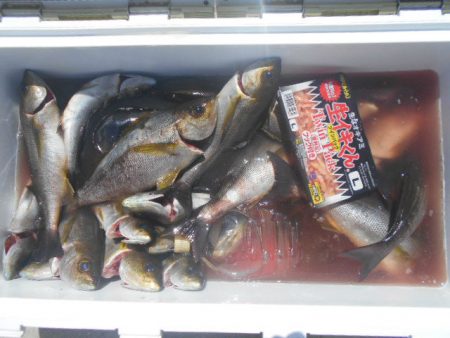 大進丸（愛知） 釣果