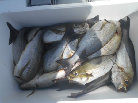 大進丸（愛知） 釣果