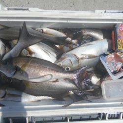 大進丸（愛知） 釣果