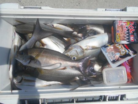 大進丸（愛知） 釣果