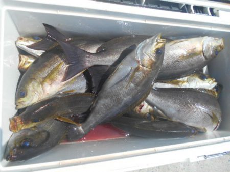 大進丸（愛知） 釣果