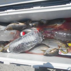 大進丸（愛知） 釣果