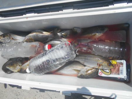 大進丸（愛知） 釣果