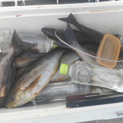 大進丸（愛知） 釣果