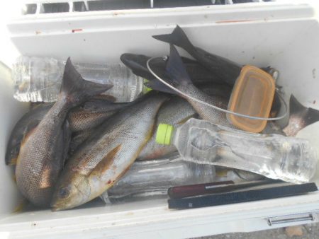 大進丸（愛知） 釣果