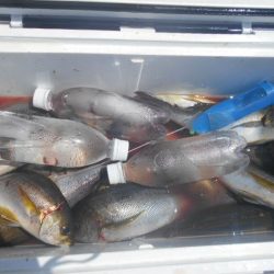 大進丸（愛知） 釣果