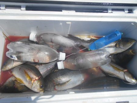 大進丸（愛知） 釣果