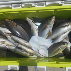 大進丸（愛知） 釣果