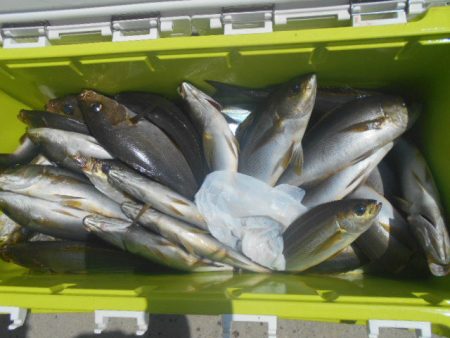 大進丸（愛知） 釣果