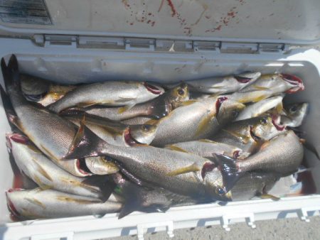 大進丸（愛知） 釣果