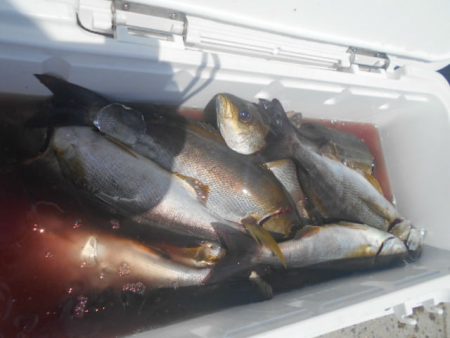 大進丸（愛知） 釣果