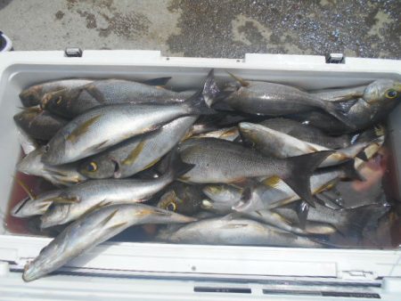 大進丸（愛知） 釣果