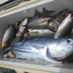 大進丸（愛知） 釣果