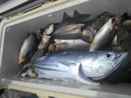 大進丸（愛知） 釣果