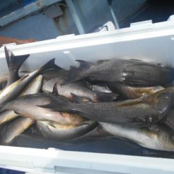 大進丸（愛知） 釣果