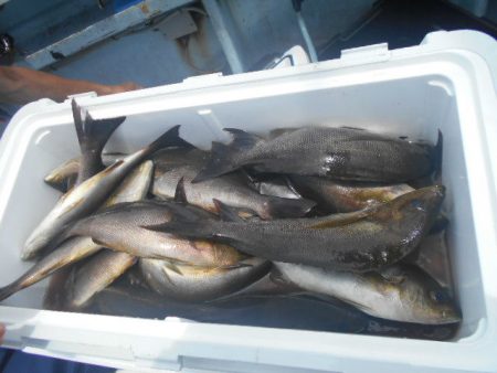 大進丸（愛知） 釣果