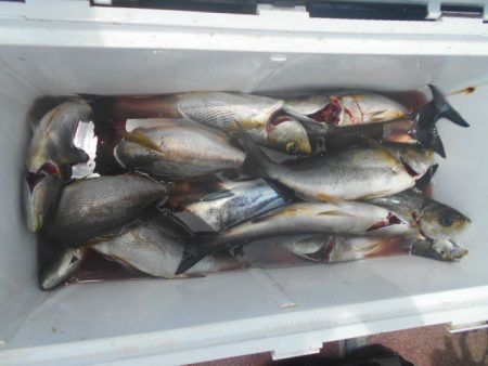 大進丸（愛知） 釣果