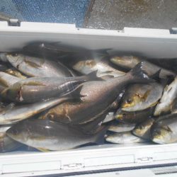 大進丸（愛知） 釣果