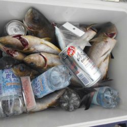 大進丸(愛知) 釣果