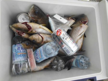 大進丸(愛知) 釣果