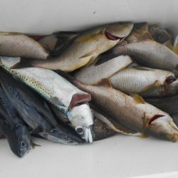 大進丸(愛知) 釣果