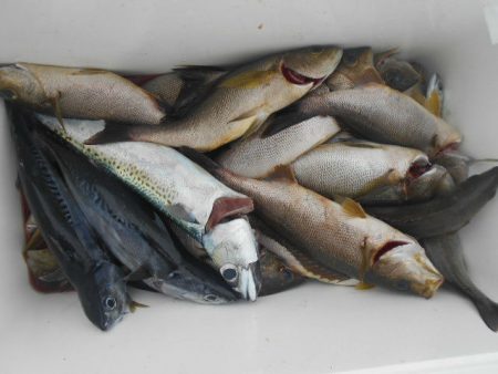 大進丸(愛知) 釣果