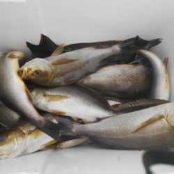 大進丸(愛知) 釣果