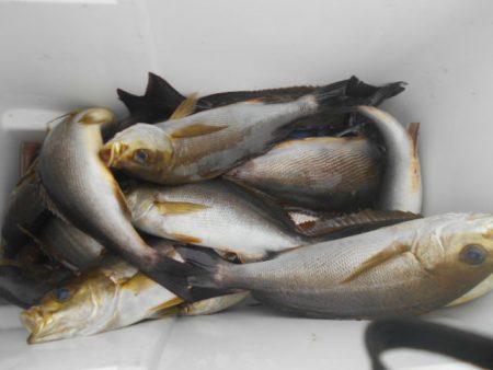 大進丸(愛知) 釣果