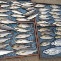 大進丸(愛知) 釣果