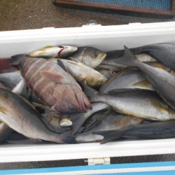 大進丸(愛知) 釣果