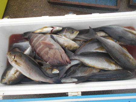 大進丸(愛知) 釣果