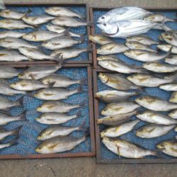 大進丸(愛知) 釣果