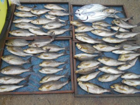 大進丸(愛知) 釣果