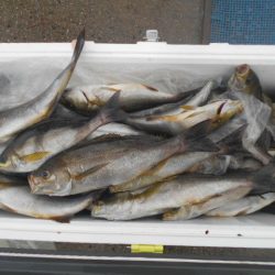 大進丸(愛知) 釣果