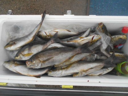 大進丸(愛知) 釣果