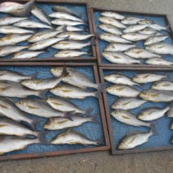 大進丸(愛知) 釣果