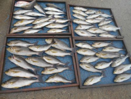 大進丸(愛知) 釣果